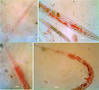 Uptake of dyes by dead, but not the live worms. A. Unstained live