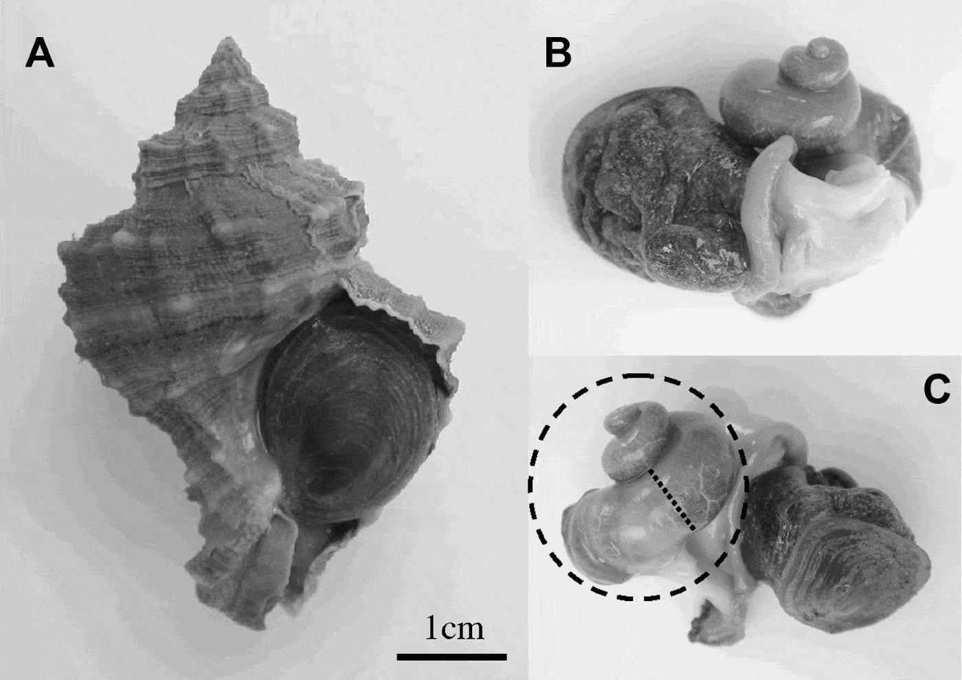 Gametogenic Cycle Of Hexaplex Trunculariopsis Trunculus Gastropoda gametogenic-cycle-of-hexaplex-trunculariopsis-trunculus-gastropoda