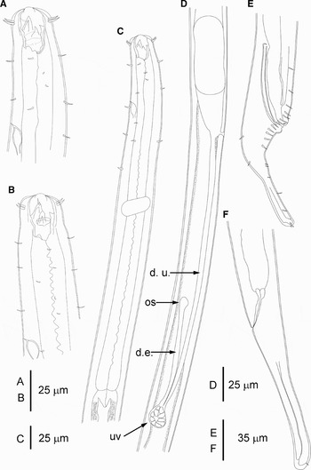 Description of Oncholaimus moanae sp. nov. (Nematoda