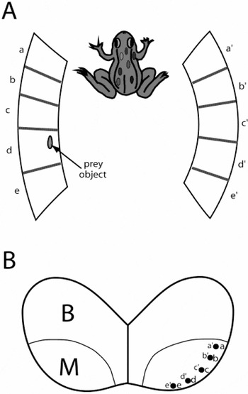 Superimposed maps of the monocular visual fields in the caudolateral ...