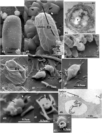 Bacteria spore 台湾