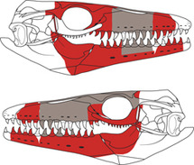 A Mosasaur From The Maastrichtian Fox Hills Formation Of The