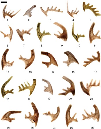 Middle Cambrian through lowermost Ordovician conodonts from Hunan ...