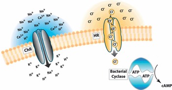 Optogenetics and Auditory Implants Chapter 29 Optogenetics