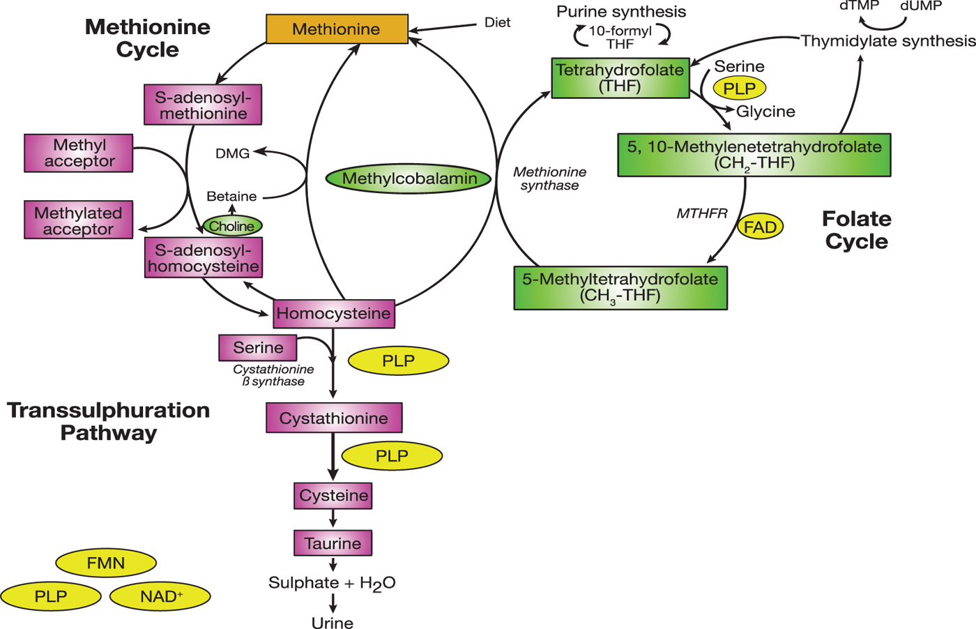 Emerging Roles For Folate And Related B-vitamins In Brain Health Across ...