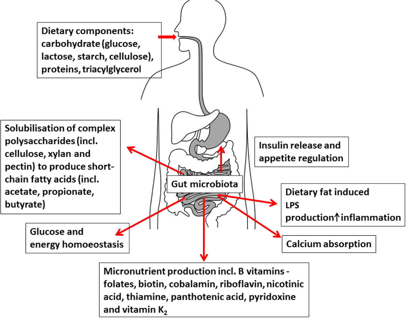 Gut microbiota in older subjects: variation, health consequences and ...