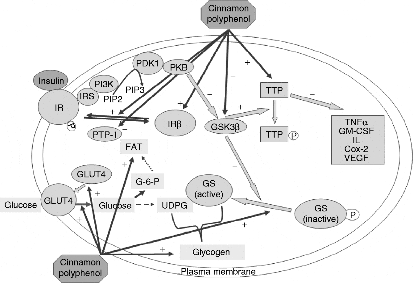 Chromium and polyphenols from cinnamon improve insulin sensitivity ...