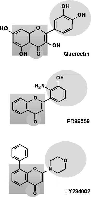 Food For Thought: The Role Of Dietary Flavonoids In Enhancing Human ...