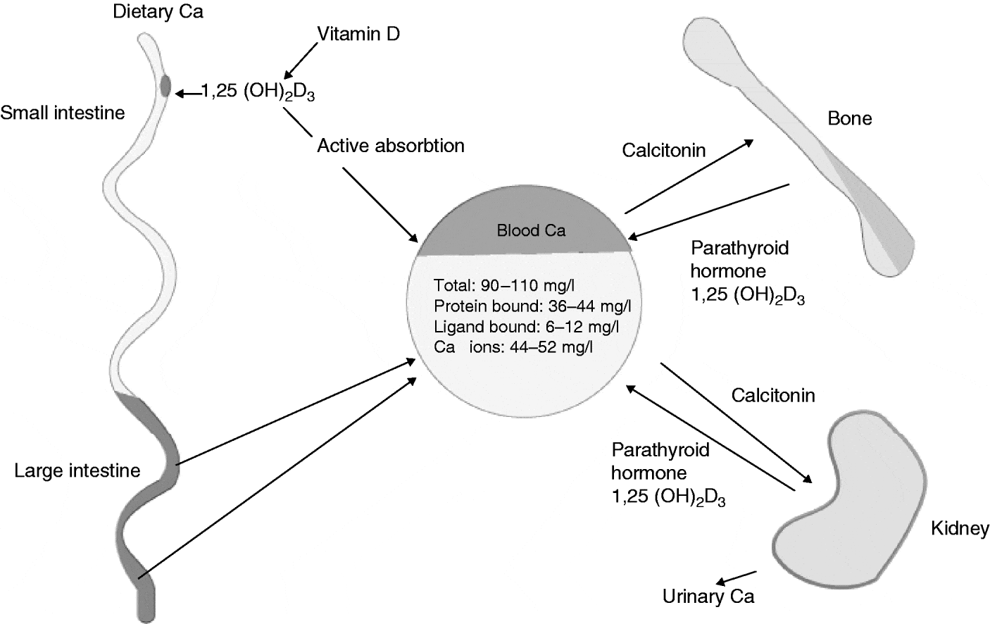 Importance of calcium, vitamin D and vitamin K for osteoporosis