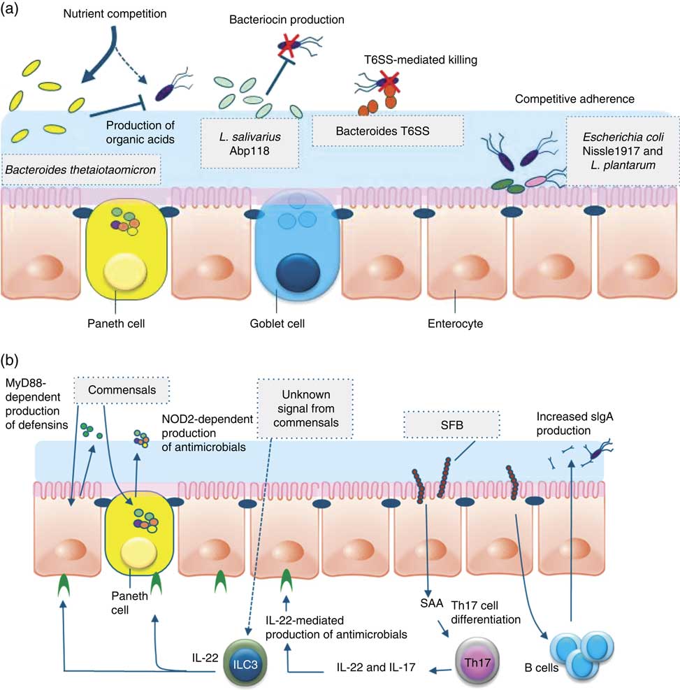 Can probiotics modulate human disease by impacting intestinal barrier ...