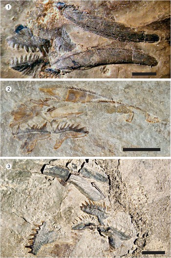 Exceptionally preserved conodont apparatuses with giant elements from the  Middle Ordovician Winneshiek Konservat-Lagerstätte, Iowa, USA | Journal of  Paleontology | Cambridge Core