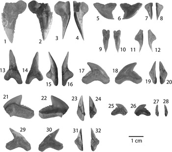 Late Miocene chondrichthyans from Lago Bayano, Panama: Functional ...