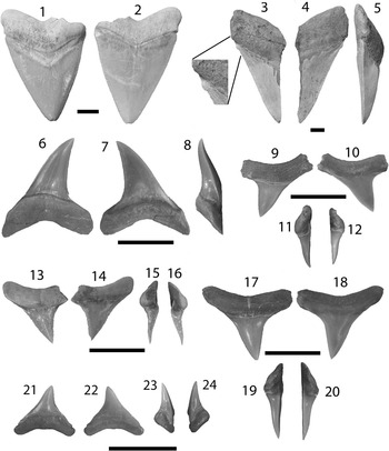 Late Miocene chondrichthyans from Lago Bayano, Panama: Functional ...