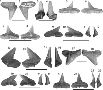 Late Miocene chondrichthyans from Lago Bayano, Panama: Functional ...