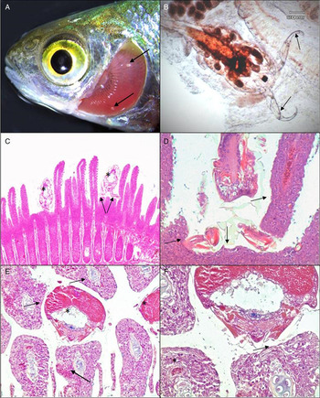 PDF) Mesh Size Recommendation for Turkey Pike (Esox lucius L