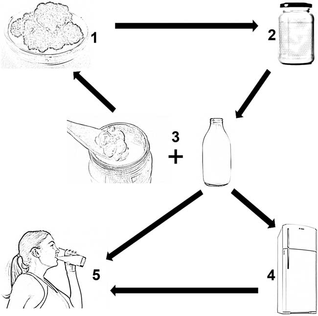 MILK KEFIR NUTRITIONAL MICROBIOLOGICAL AND HEALTH BENEFITS visual data 4