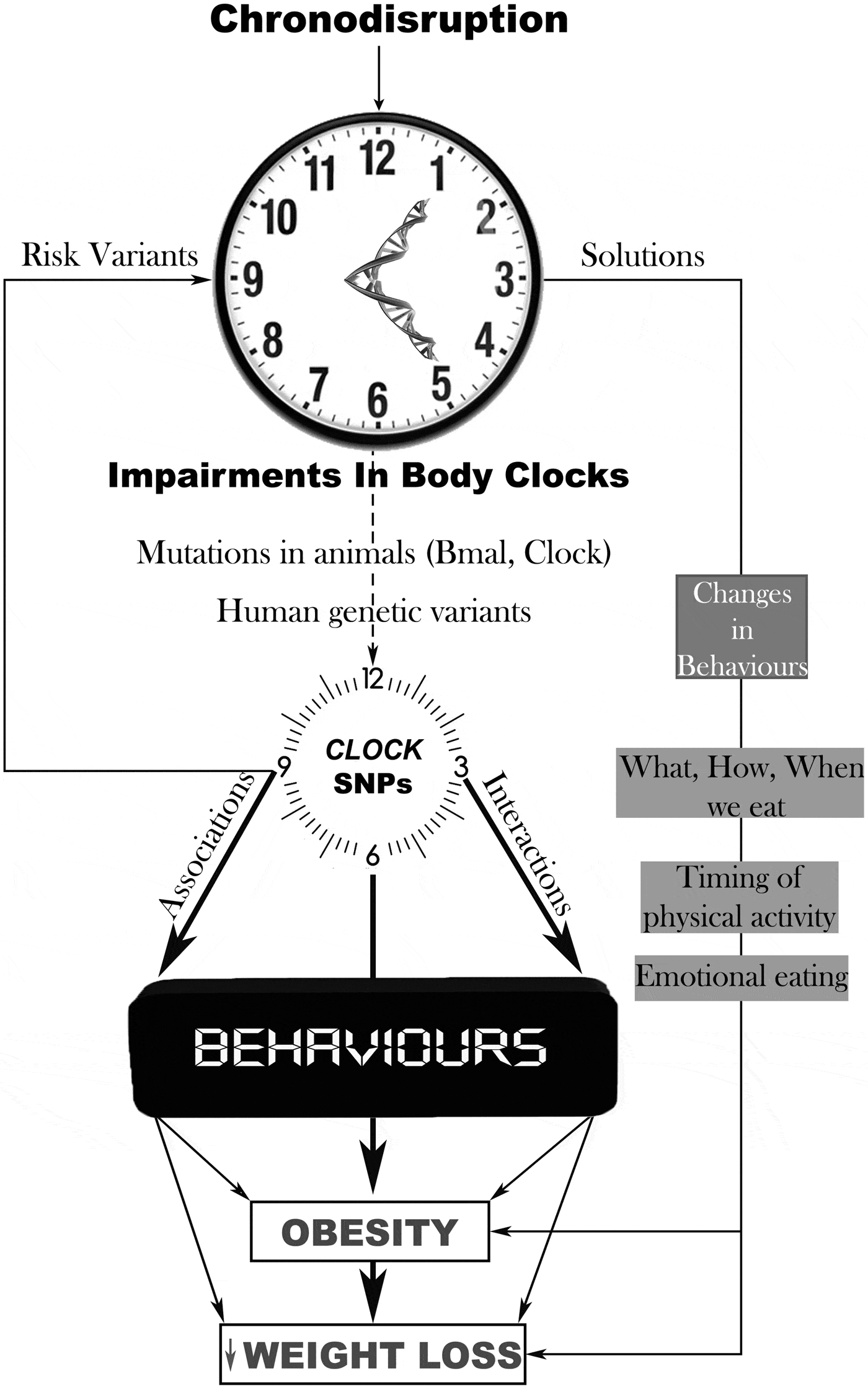 Circadian rhythms, food timing and obesity | Proceedings of the ...