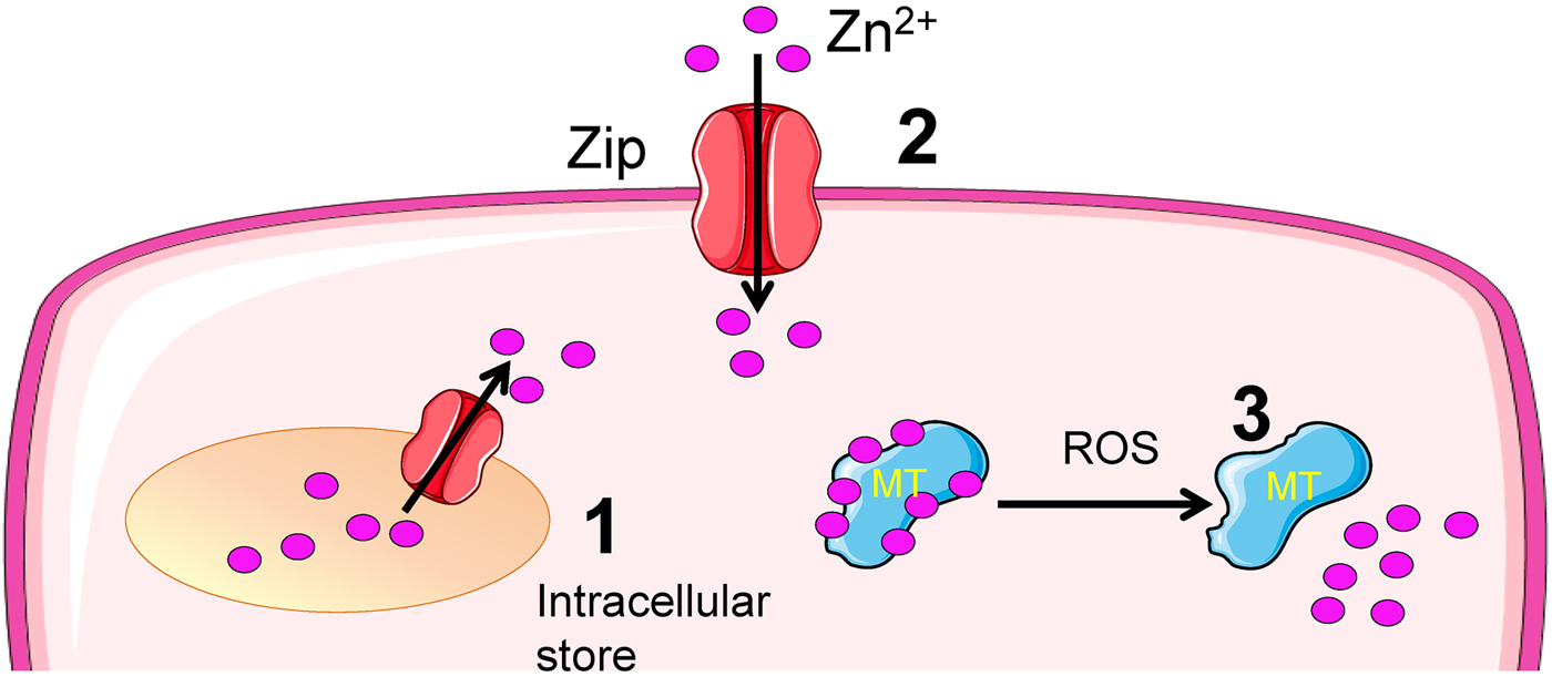 Intracellular zinc in insulin secretion and action a determinant of