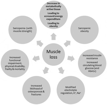 Nutritional Influences On Age-related Skeletal Muscle Loss ...