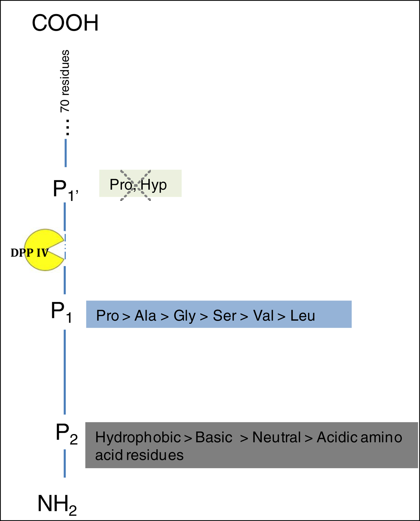 Food protein hydrolysates as a source of dipeptidyl peptidase IV ...