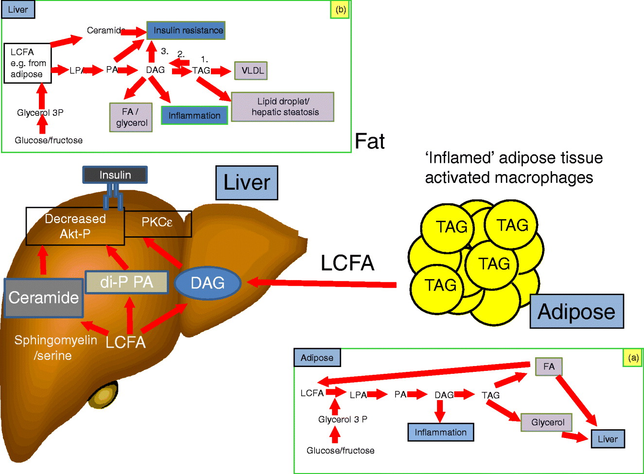 Ectopic fat, insulin resistance and non-alcoholic fatty liver disease ...