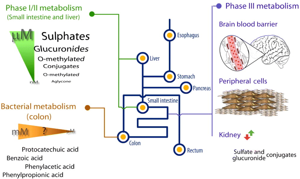Flavonoids as modulators of memory and learning molecular interactions