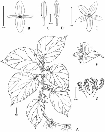 TAXONOMY OF THE BEGONIA TILIIFOLIA GROUP, INCLUDING DESCRIPTIONS OF TWO NEW  SPECIES | Edinburgh Journal of Botany | Cambridge Core