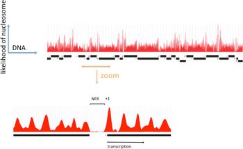 Chromatin-remodeling for transcription | Quarterly Reviews of 