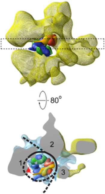 Chromatin-remodeling for transcription | Quarterly Reviews of 