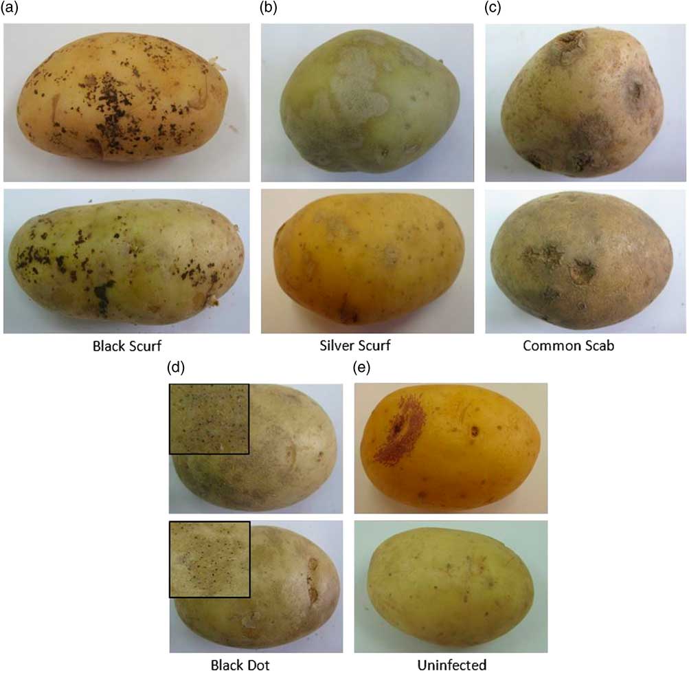 Potato Disease Classification Using Convolution Neural Networks 