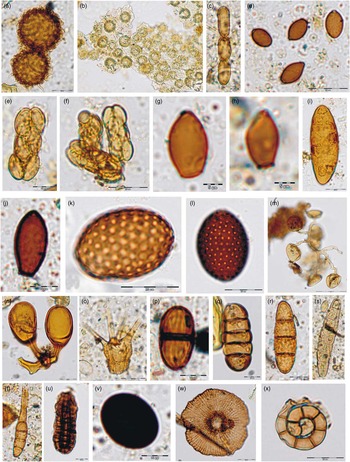 Coprophilous fungi from dung of the Greater One-Horned Rhino in ...