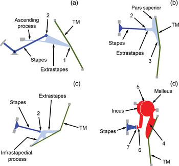 Flexibility within the middle ears of vertebrates | The Journal of 