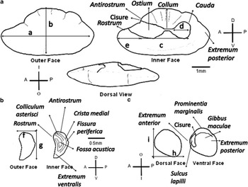 Otolith Morphology And Feeding Ecology Of An Antarctic Nototheniid ...