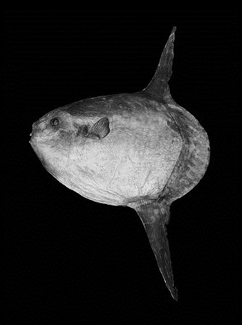 Generalised body morphology of giant sunfish (Mola alexandrini) of