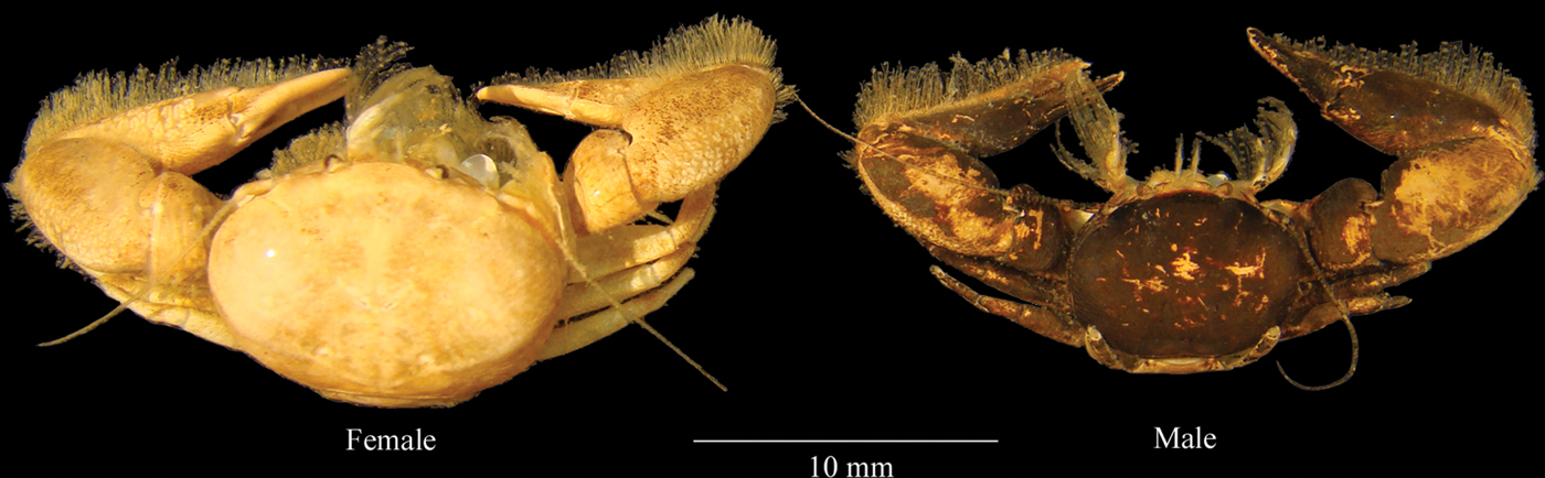 New record and biological features of the commensal porcellanid crab ...