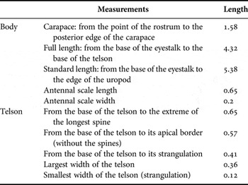 Occurrence of Metamysidopsis macaensis (Crustacea: Mysidacea) from the ...