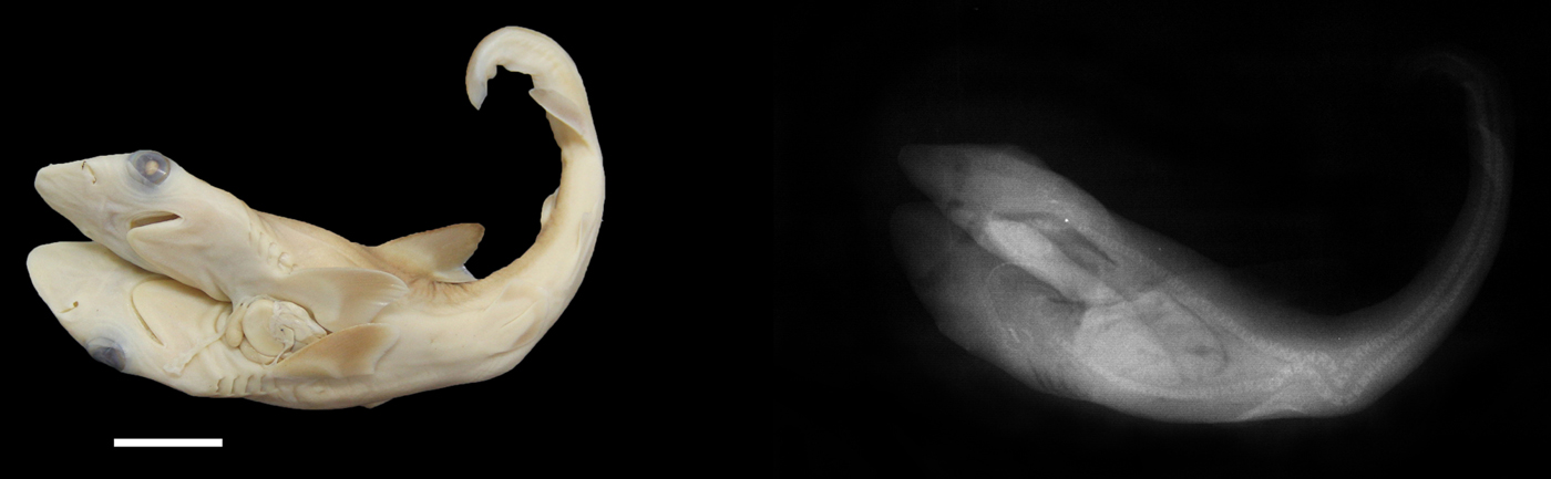 Abnormal embryos of sharpnose sharks, Rhizoprionodon porosus and ...