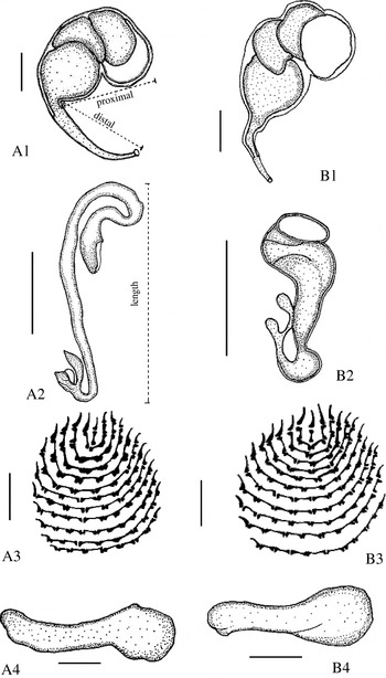 Molecular and morphological evidence indicates that ...