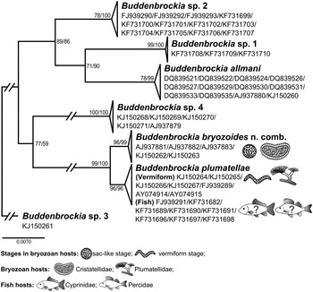 Description And Experimental Transmission Of Tetracapsuloides ...