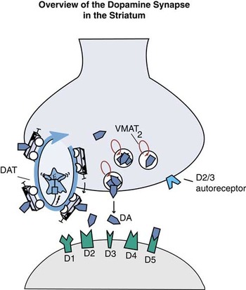 Dazzled By The Dominions Of Dopamine: Clinical Roles Of D3, D2, And D1 ...