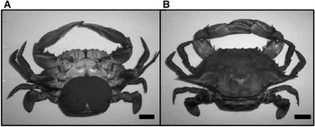 A new record of Callinectes sapidus in a western European estuary ...