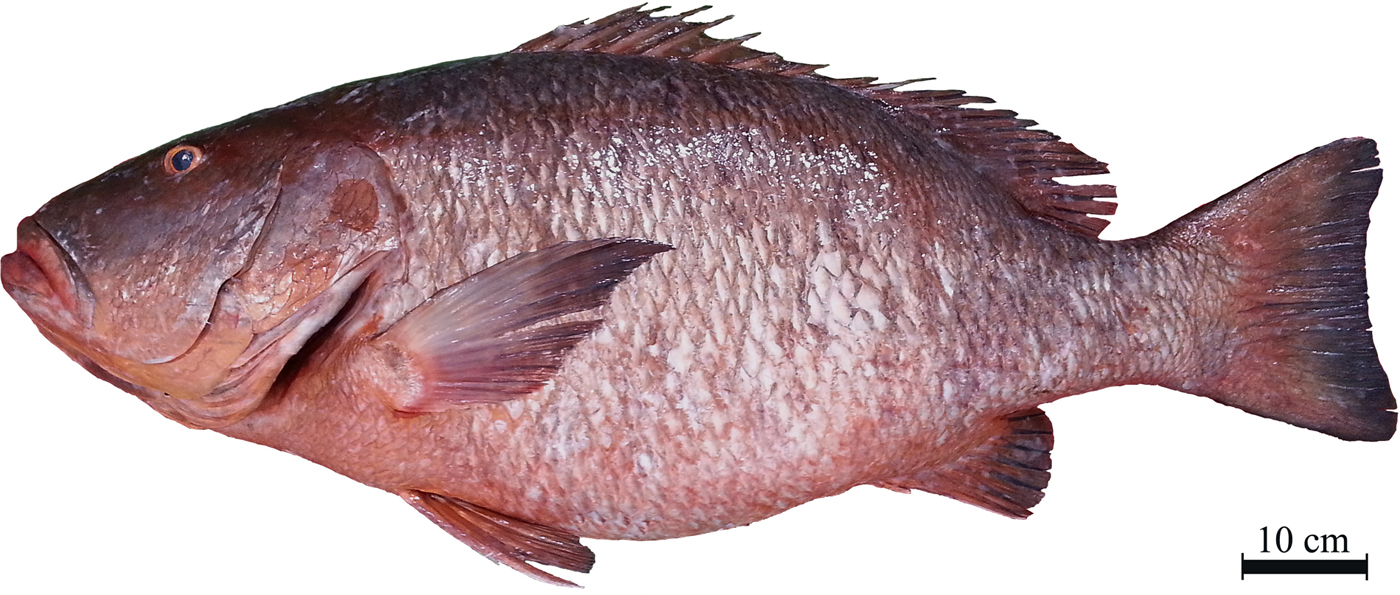 First record of African brown snapper Lutjanus dentatus in the Canary ...