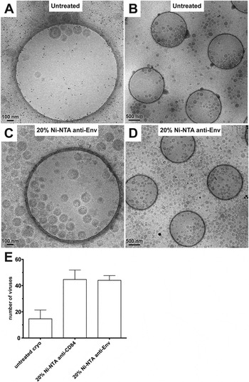 Capturing Enveloped Viruses On Affinity Grids For Downstream Cryo ...