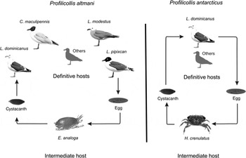 The phylogeny and life cycle of two species of Profilicollis ...