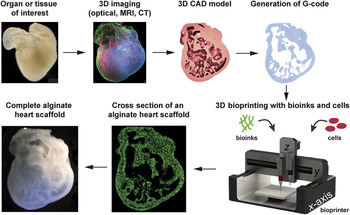 Progress In Three-dimensional Bioprinting | MRS Bulletin | Cambridge Core