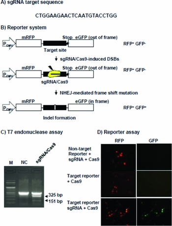 macvector recombination