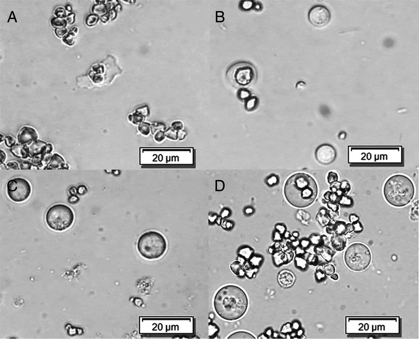 Long Term In Vitro Cultivation Of Histomonas Meleagridis Coincides With The Dominance Of A Very