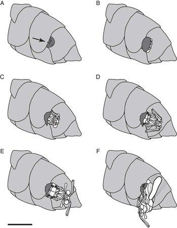 New findings on life history traits of Xenos peckii (Strepsiptera ...