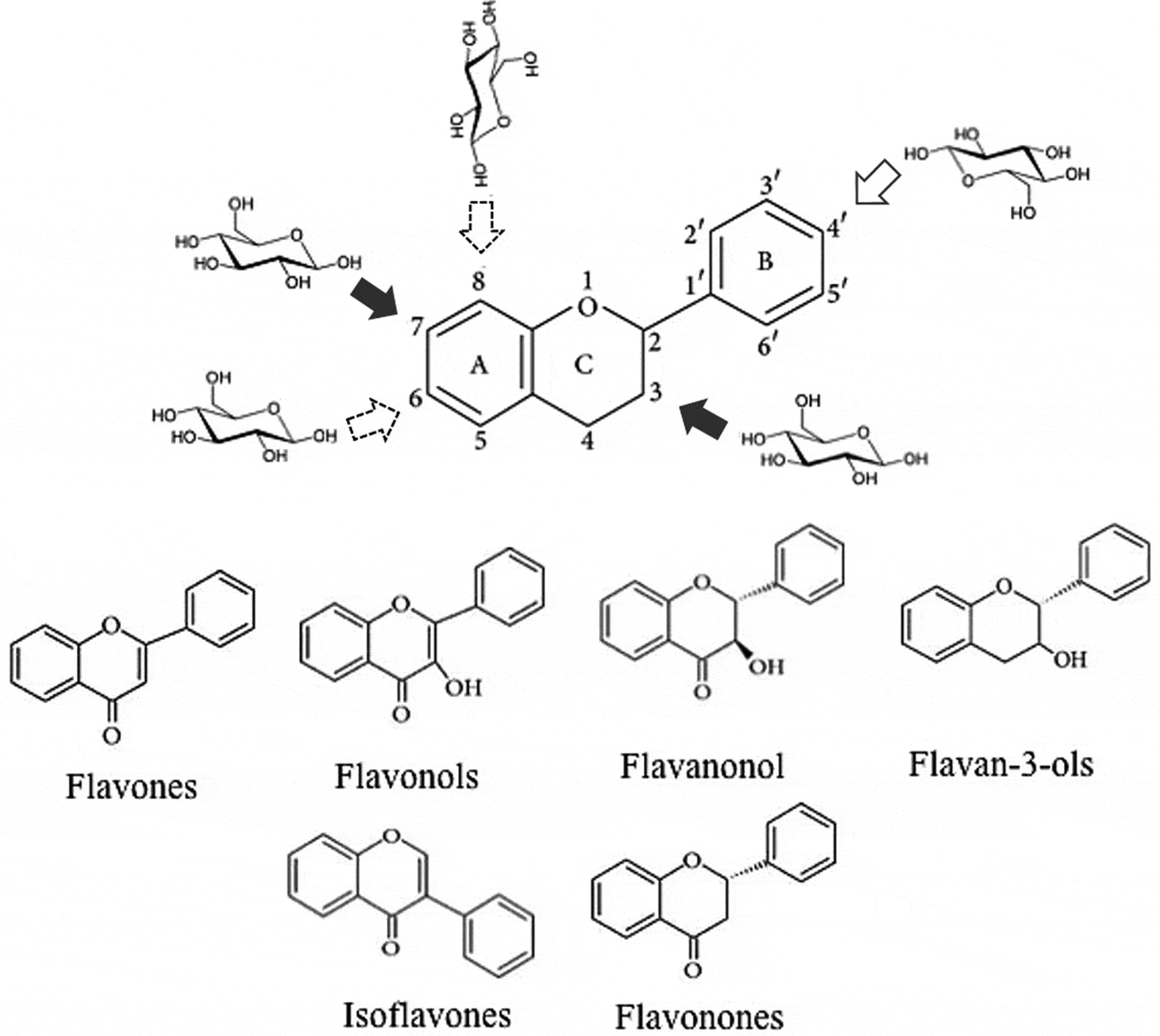 In vitro bioavailability and cellular bioactivity studies of flavonoids ...