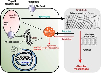 type i alveolar cells